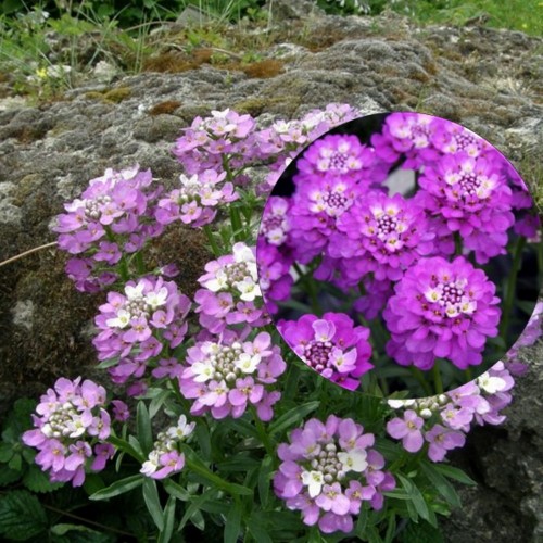 Iberis sempervirens 'Absolutely Amethyst' - Igihaljas ibeeris 'Absolutely Amethyst' 